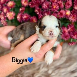 Biggie - Blue merle male Aussiedoodle puppy in Lancaster, Minnesota from Finney Ranch