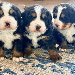 Bernese Mountain Dog Puppies from Golden Willow Puppies