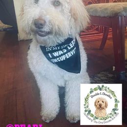 Double Doodles from Double L Doodles