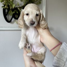 Opal - Cream Dachshund puppy in Kissimmee, Florida from Mini Doxie Cuties