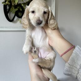 Opal - Cream Dachshund puppy in Kissimmee, Florida from Mini Doxie Cuties