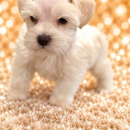 Snowbear - Wheaten female Miniature Schnauzer puppy in Silsbee, Texas from Kisses cuddles and snuggles