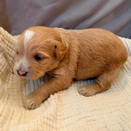 Ernie - Apricot male Labradoodle puppy in Bruceton Mills, West Virginia from Adonai Ra'ah Farms