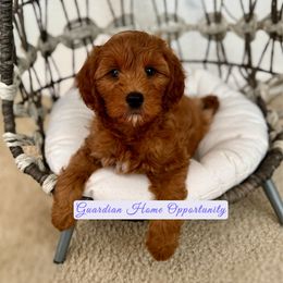 Maple - Red  female Goldendoodle puppy in Elk Grove, California from Doodles by Faith