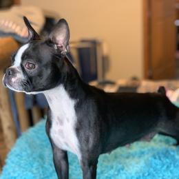 Boston Terriers and Companion Crosses from Antelope Creek Frenchtons