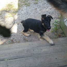 German Shepherd Puppies from Witmer Shepherds