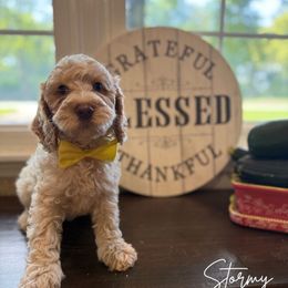 Stormy - Caramel red male Australian Labradoodle puppy in Anderson, Indiana from Walls Family Doodles