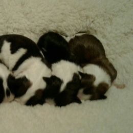 Havanese Puppies from Bedlem Havanese
