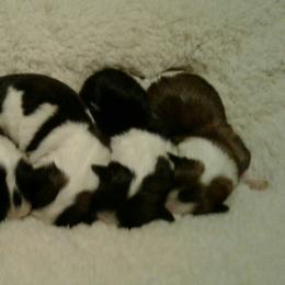 Havanese Puppies from Bedlem Havanese