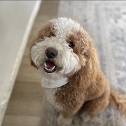 Maggie - Goldendoodle