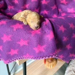 Boy 1 - Red  male Poodle puppy in Charlotte, North Carolina from Toy Poodle and Maltese Perfection
