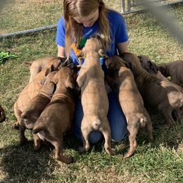 Boerboel Puppies from Heritage Boerboels