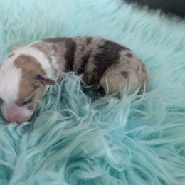 Pecan - Red merle and white male Cardigan Welsh Corgi puppy in Hotchkiss, Colorado from Bell S Ranch