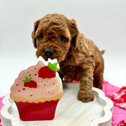 Caramel - Apricot female Cavapoo puppy in La Vernia, Texas from Texas Teddy Bears