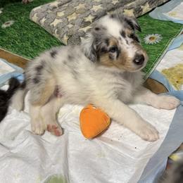 Yule - Blue merle white and tan male Collie puppy in Richmond, Kentucky from Puppy Dog City