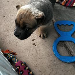 Cane Corso Puppies from Willow’s Meadow