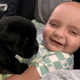 Giant Schnauzer Puppies from Toledo Bend Giants Vom Zitronen