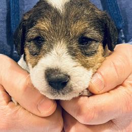 Boy 1 - White black and tan male Wire Fox Terrier puppy in Morgantown, Indiana from Birchhurst Kennels Indiana