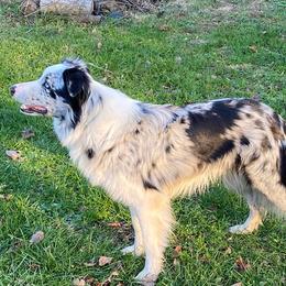 Border Collie All Grown Up from Murphys Farm