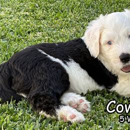 Cowboy - Sheepadoodle puppy in California from Sheepadoodles of Orange County