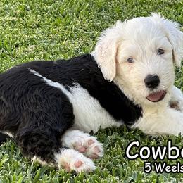 Cowboy - Sheepadoodle puppy in California from Sheepadoodles of Orange County