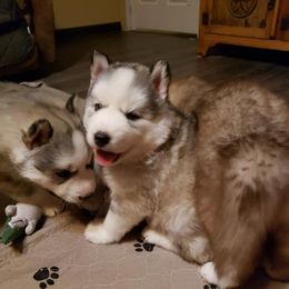 Cavalier King Charles Spaniels and Siberian Huskies from Southern Edge Kennel