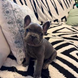 French Bulldog Puppies from Pardon My Frenchies