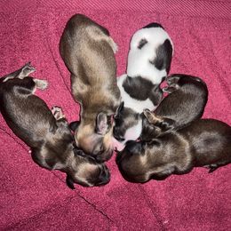 Dachshund puppies from Extreme Cream Doxie Ranch