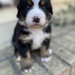 Girl Jennie O - Black rust and white female Bernese Mountain Dog puppy in Fountain, North Carolina from Stargirl Bernese Mountain Dogs