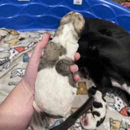 Golden Retriever and Greyhound Puppies from K and E Kennels