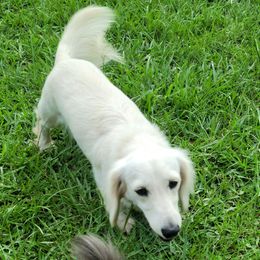 Captain Slinky - Dachshund