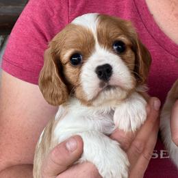 Blenheim boy with blaze - Blenheim male Cavalier King Charles Spaniel puppy in Graysville, Tennessee from Country Goldens and Mountain Top Cavaliers