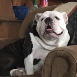 Olde English Bulldogges from Gingersnaps Bullies