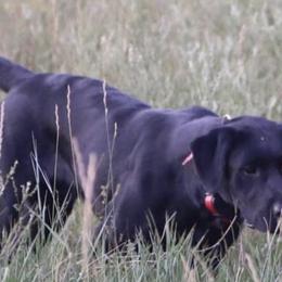 Golden Retrievers and Labrador Retrievers from Battlemountain Kennels