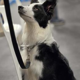 Border Collie puppies from Riverwood