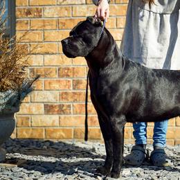 Ulma - Cane Corso