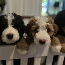 Bernedoodle Puppies from B'doodle