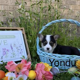 Boy 5 - Black and tan Pembroke Welsh Corgi puppy in Athens, Alabama from Southern Sass Corgis