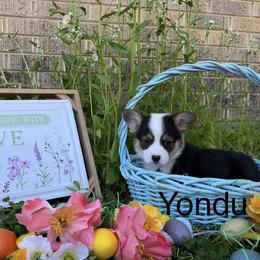 Boy 5 - Black and tan Pembroke Welsh Corgi puppy in Athens, Alabama from Southern Sass Corgis