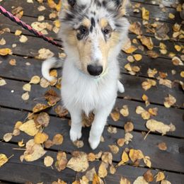 Collie Puppies from Relic Collies