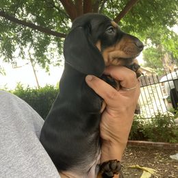 Boy 1 - Black and tan male Dachshund puppy in Hemet, California from Loveable Doxie