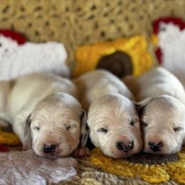 Female pick spot 1 (out of 3 females) - White and black female Dalmatian puppy in Hawkins, Texas from Snow Dalmatians
