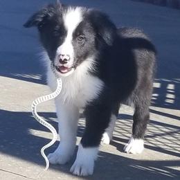 Border Collie Puppies from Bond Border Collies