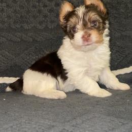 Girl 1 - Parti female Yorkshire Terrier puppy in Athens, Tennessee from Starr Mountain Yorkies