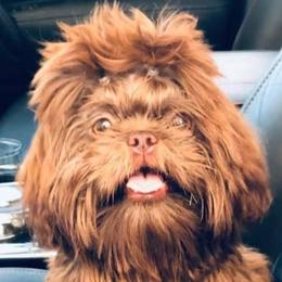 Willow - Shih Tzu