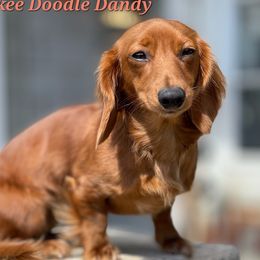 Dolly - Dachshund