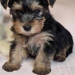 Harry - Black and tan male Yorkshire Terrier puppy in Boston, Massachusetts from Emilia's Yorkshire Terriers
