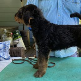 Boy 1 ‘Vinny’ - Black and tan Airedale Terrier puppy in Lakewood, Washington from Hazel Blue Airedales