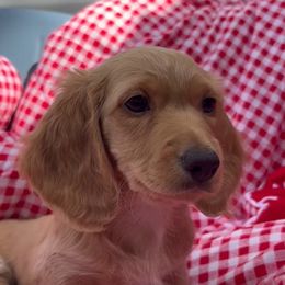 Dachshund Puppies from Boot Scootin Pups
