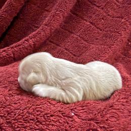 AKC-SIMBA - Cream and white male Shih Tzu puppy in Paintsville, Kentucky from Molly B's ShihTzus